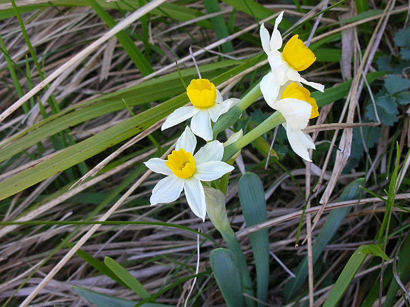 Un prato di Narcissus tazetta